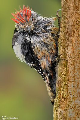 Picchio rosso mezzano - Middle Spotted Woodpecker (Dendrocopos medius) 