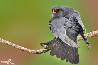 Falco cuculo- Red-footed Falcon (Falco vespertinus)