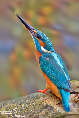 Martin pescatore - Kingfisher - (Alcedo atthis)