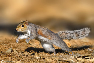 Grey squirrel - Sciurus carolinensis