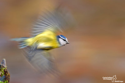 Cinciarella-Blue Tit(Cyanistes caeruleus)