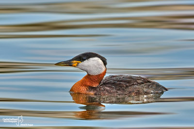 Svasso collorosso - Red-necked Grebe (Podiceps grisegena)