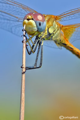 Sympetrum fonscolombi