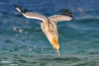 Sula-Northern Gannet (Morus bassanus)