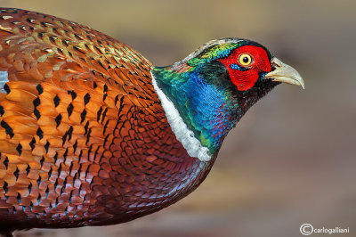 Fagiano-Common Pheasant (Phasianus colchicus)