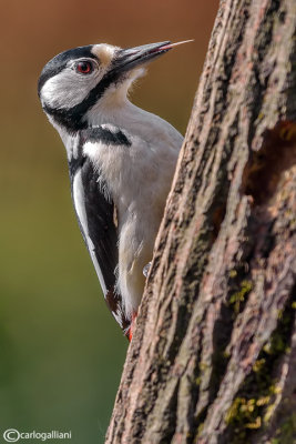 Picchio rosso maggiore-Great Spotted Woodpecker (Dendrocopos major))