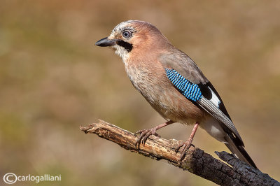 Ghiandaia -Eurasian Jay(Garrulus glandarius)