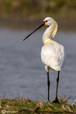 Spatola-Eurasian Spoonbill  (Platalea leucorodia)