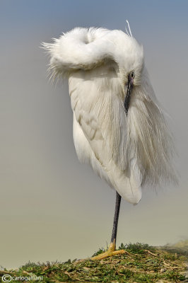 Garzetta- Little Egret (Egretta garzetta)