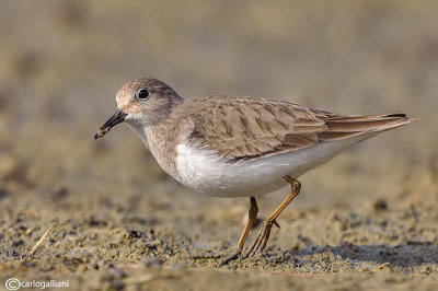 Gambecchio nano-Temminck's Stint (Calidris temminckii)