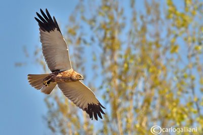 Falco di palude-Western Marsh Harrier (Circus aeruginosus)