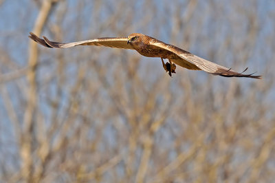 Falco di palude-Western Marsh Harrier (Circus aeruginosus)