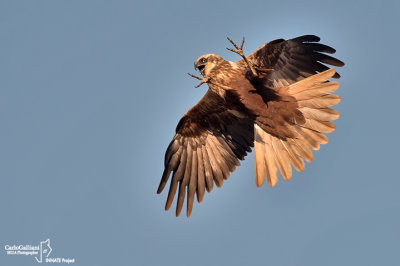 Falco di palude-Western Marsh Harrier (Circus aeruginosus)