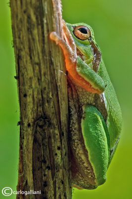 Raganella italiana-Italian Tree Frog   (Hy!a intermedia)