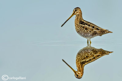 Beccaccino-Common Snipe (Gallinago gallinago)