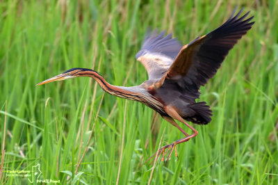 Airone rosso-Purple Heron  (Ardea purpurea)