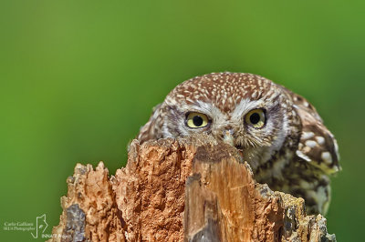 Civetta-Little Owl (Athene noctua)