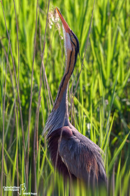 Airone rosso-Purple Heron  (Ardea purpurea)