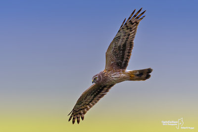 Albanella reale- Hen Harrier (Circus cyaneus)