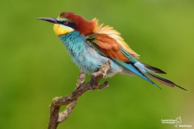 Gruccione-European Bee-eater (Merops apiaster)