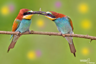 Gruccione-European Bee-eater (Merops apiaster)