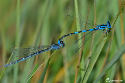 Coenagrion coerulescens