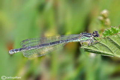 Coenagrion mercuriale ssp. castellani