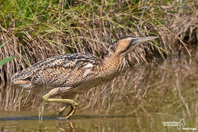 Tarabuso-Bittern (Botaurus stellaris)