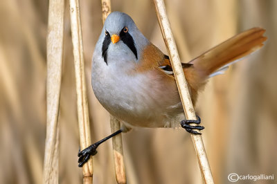 Basettino - Bearded reedling (Panurus biarmicus)