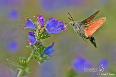 Macroglossum stellatarum