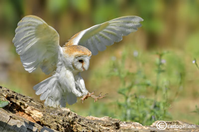 Barbagianni - Barn Owl (Tyto alba)