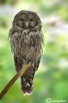 Allocco degli Urali - Ural Owl (Strix uralensis)	