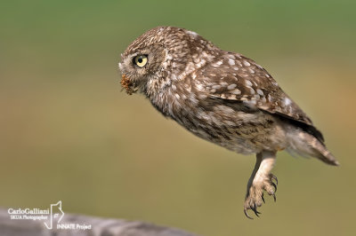 Civetta-Little Owl (Athene noctua)