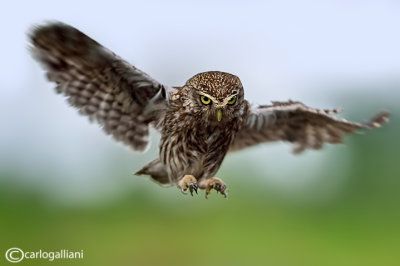 Civetta-Little Owl (Athene noctua)