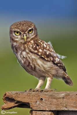 Civetta-Little Owl (Athene noctua)