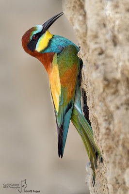 Gruccione-European Bee-eater (Merops apiaster)