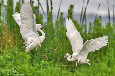 Garzetta- Little Egret (Egretta garzetta)