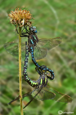 Aeshna juncea