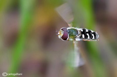 Scaeva pyrastri