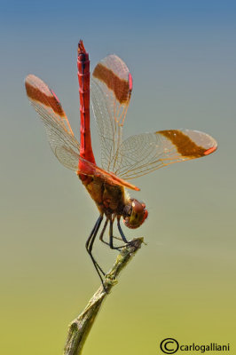 Sympetrum pedemontanum