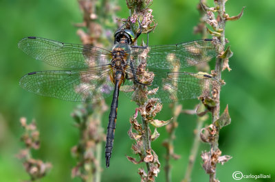 Somatochlora flavomaculata