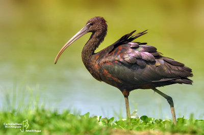 Mignattaio -Glossy Ibis (Plegadis falcinellus)