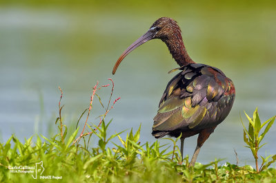 Mignattaio -Glossy Ibis (Plegadis falcinellus)