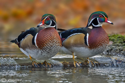 Anatra sposa-Wood Duck (Aix sponsa)