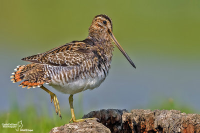 Beccaccino-Common Snipe (Gallinago gallinago)