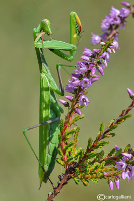 European mantis - Mantis religiosa