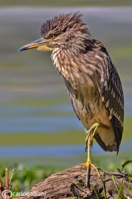 Nitticora- Night-Heron (Nycticorax nycticorax)