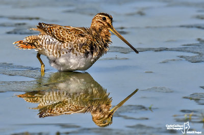 Beccaccino-Common Snipe (Gallinago gallinago)