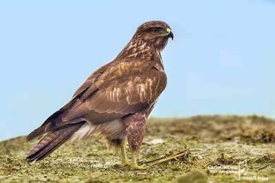 Poiana-Common Buzzard (Buteo buteo)