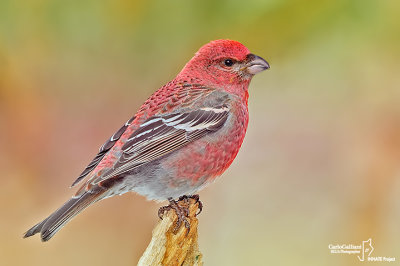 Ciuffolotto delle pinete -Pine Grosbeak( Pinicola enucleator)